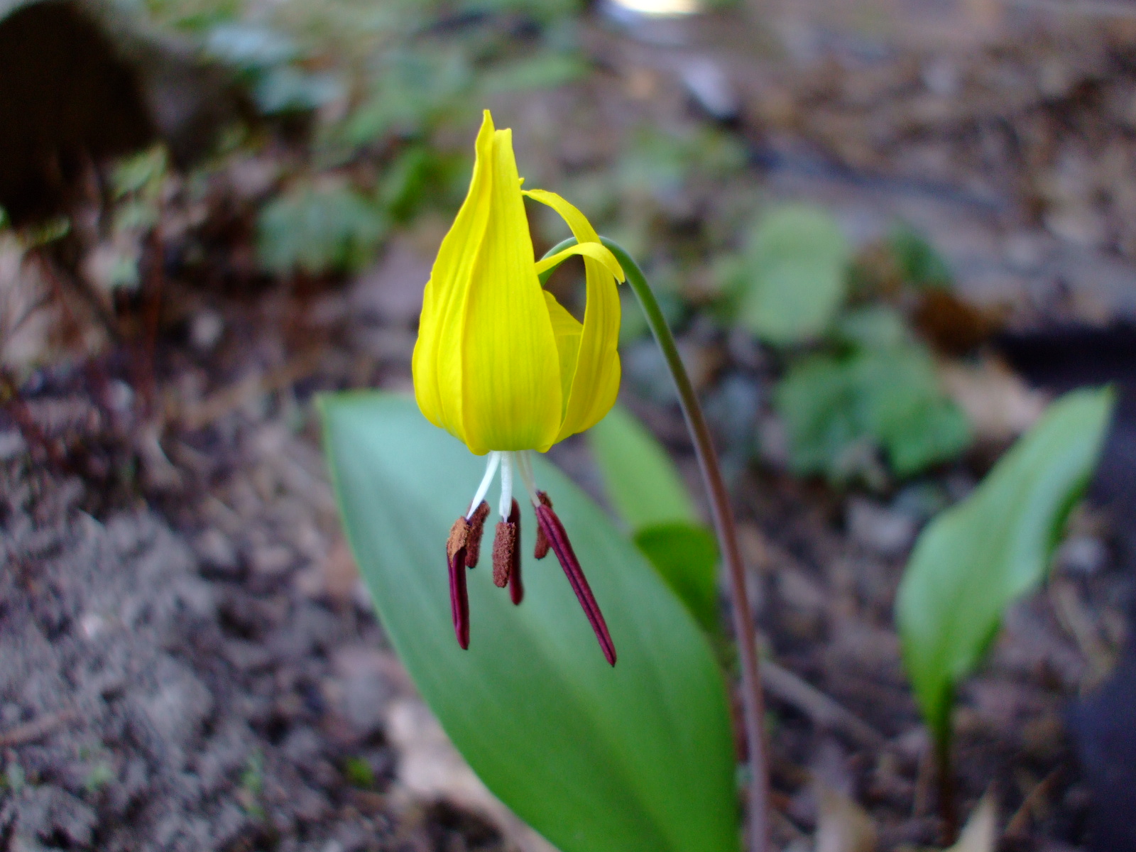 Erythronium grandiflorum